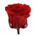 Floristik24 Konservierte Rosen Medium Ø4-4,5cm Rot 8St