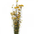 Floristik24 Bund Currystrauch, Trockenblume Gelb, Sonnengold, Italienische Strohblume L58cm 45g