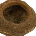 Paradiesnuss Pflanztopf Natur Sapucaia Ø14cm H10cm 3 St | Floristik24.de