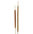 Floristik24 Schilfkolben Mix Natur Deko Schilf 70cm 100 St