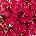 Blumenkranz Schleierkraut