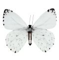 Floristik24 Schmetterling Weiß 20cm am Draht 2St