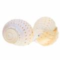 Floristik24 Deko-Muschel Schnecke Tonna tessellata Natur 10-13cm 4St