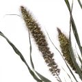 Trockenblumen Setaria Anthrazit Natur Borstenhirse Bund 100g | Floristik24.de