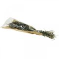 Trockenblumen Setaria Anthrazit Natur Borstenhirse Bund 100g | Floristik24.de