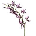 Floristik24 Spinnenorchideen Brassia Lila 108cm 3St