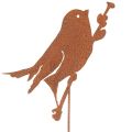 Floristik24 Vogel Gartenstecker Edelrost Dekostecker 52cm