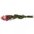 Strohblume Pink getrocknet Helichrysum Trockenblumen Bund 45cm 45g