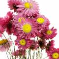 Floristik24 Strohblume im Bund Pink Trockenblumen 25g