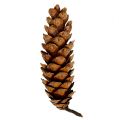 Strobus Zapfen 20 - 25cm lackiert 50 St | Floristik24.de