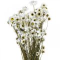 Floristik24 Acroclinium Weiß, Trockenpflanzen, Strohblumen, Trockenfloristik L20–40cm 25g