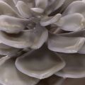Künstliche Sukkulente Wachs Wachsblumen Dekoration 10cm 6St | Floristik24.de
