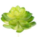 Floristik24 Kunstpflanze Sukkulente grün als Dekoration für Schale oder Vase 10cm 4 Stück