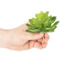 Kunstpflanze Sukkulente grün als Dekoration für Schale oder Vase 10cm 4 Stück | Floristik24.de