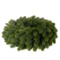 Künstlicher Tannenzweige Kranz grün rund 50cm | Floristik24.de