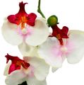 Floristik24 Tischdekoration Orchidee im Topf Creme H29cm