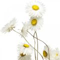 Floristik24 Trockenblumen Acroclinium Weiße Blüten Trockenfloristik 60g
