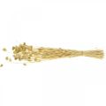 Trockenblume Phalaris, Dekogras-Bund, Trockenfloristik, Boho Natur, gebleicht L55cm 100g | Floristik24.de
