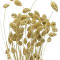 Trockenblume Phalaris, Dekogras-Bund, Trockenfloristik, Boho Natur, gebleicht L55cm 100g | Floristik24.de