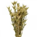 Floristik24 Trockenblumen Schwarzkümmel Deko Natur Nigella 50cm 75g