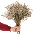 Trockenblume Strandflieder Bund Statice Natur 1kg | Floristik24.de