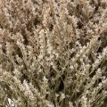 Trockenblume Strandflieder Bund Statice Natur 1kg | Floristik24.de