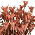 Trockenblumen Schwarzkümmel Deko Rotbraun Nigella 40cm 100g