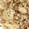 Trockenblumenkranz gebleicht Deko Kranz Creme Ø25cm | Floristik24.de