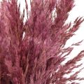 Trockengras Riedgras getrocknet Dekogras Altrosa 75cm 10 St | Floristik24.de