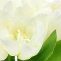 Floristik24 Frühlings-Dekoration Tulpen im Bund Weiß 26,5cm 5St