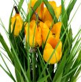 Floristik24 Tulpen im Topf Gelb 30cm