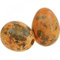 Floristik24 Wachteleier Deko Ausgeblasene Eier Orange Apricot 3cm 50St