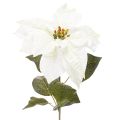 Floristik24 Weihnachtsstern künstlich Weiß Großer Blütenzweig Dekoration 65cm 2St
