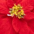 Kunstblume Weihnachtsstern Rot Einzelstiel Dekoration 82cm | Floristik24.de