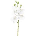 Floristik24 Weiße Orchidee Künstlich Phalaenopsis Real Touch 32cm