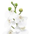 Floristik24 Weiße Orchidee Künstlich Phalaenopsis Real Touch 32cm