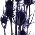 Wilde Karde Trockenblumen Kardendisteln Violett 55cm 10 Köpfe | Floristik24.de