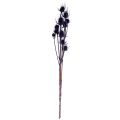 Wilde Karde Trockenblumen Kardendisteln Violett 55cm 10 Köpfe | Floristik24.de