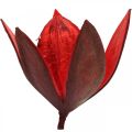 Wildlilie Rot Naturdeko Trockenblumen 6-8cm 50St