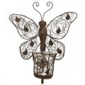 Floristik24 Windlicht Metall Wanddeko Schmetterling Rost Deko 36,5cm