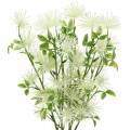 Floristik24 Xanthium Seidenblume Weiß 53cm 6St
