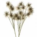 Floristik24 Xanthium Kunstblume Herbstdeko 6Blüten Creme, Braun 80cm 3St