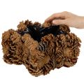 Tannenzapfen-Pflanztopf Stern 30cm | Floristik24.de