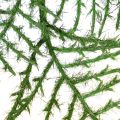 Künstlicher Bambusbaum grün