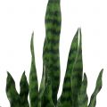 Floristik24 Sansevieria künstlich im Topf H62cm