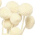 Craspedia getrocknet Trommelstöckchen Creme 45-55cm 20 St | Floristik24.de