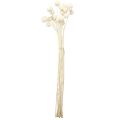 Craspedia getrocknet Trommelstöckchen Creme 45-55cm 20 St | Floristik24.de