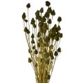 Floristik24 Erdbeerdistel Trockendeko Olivgrün Ø1–2cm L55cm 100g