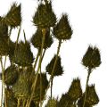 Erdbeerdistel Trockendeko Olivgrün Ø1–2cm L55cm 100g | Floristik24.de