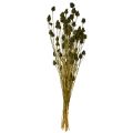 Erdbeerdistel Trockendeko Olivgrün Ø1–2cm L55cm 100g | Floristik24.de